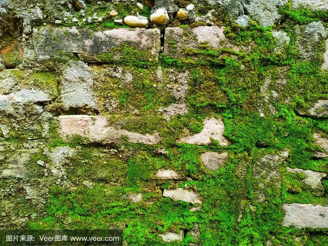 砖墙,自然,苔藓,绿色,清新