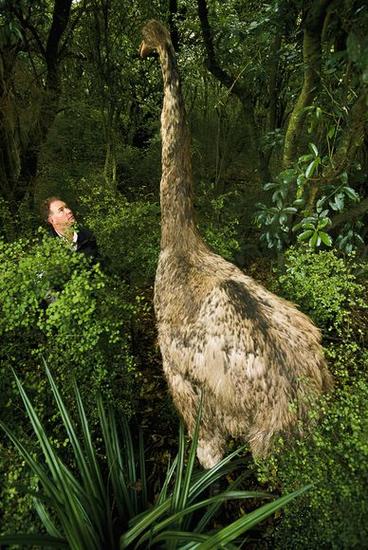 这只已灭绝的恐鸟模型高达8英尺.