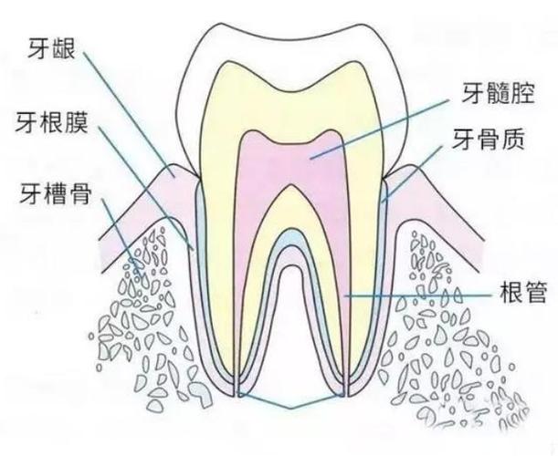 牙齿的构造和知识