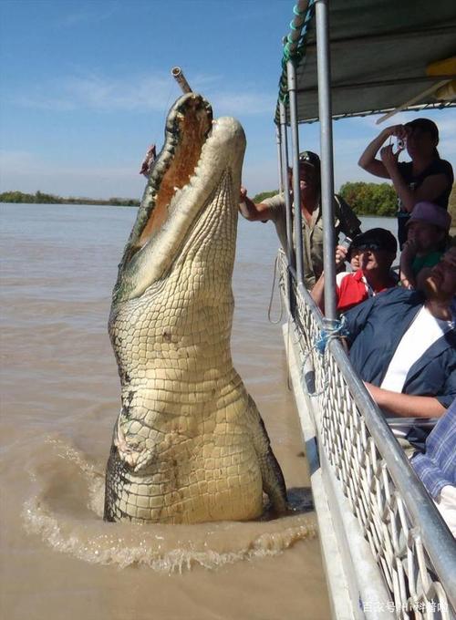 鳄鱼吃人可能大家都听说过,但是8米长的超级巨鳄你见过吗?