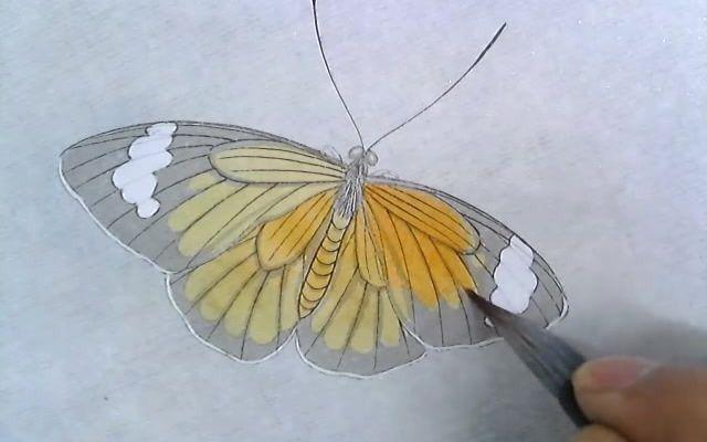 工笔画虎斑蝶