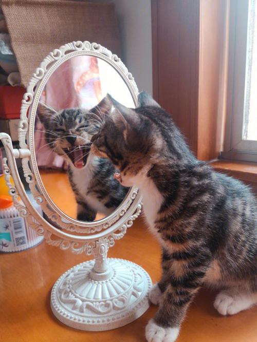 小狸猫照镜子看看自己的虎样