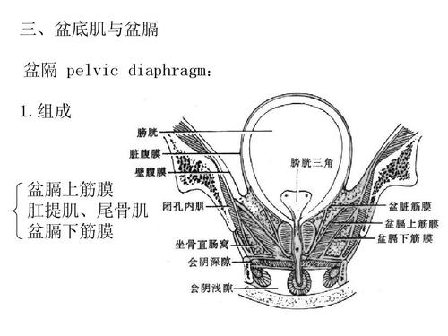 三,盆底肌与盆膈 盆隔 pelvic diaphragm: 1.