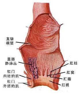 直肠从中部往下端逐渐变细缩窄,随着肠腔在肛门处的收缩,肠壁的粘膜