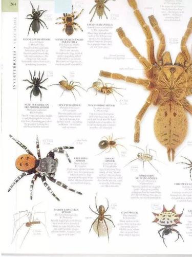 了解蜘蛛在生物界内的位置和蜘蛛的分类 学习各种类的蜘蛛的特点,不同
