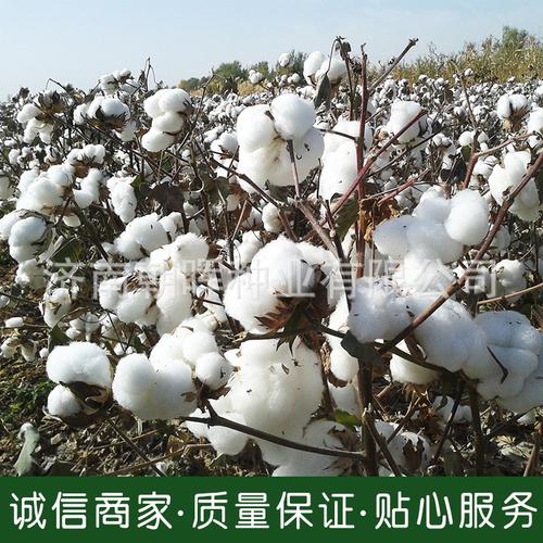 新疆棉花种子_直销高产棉花种子 ,, 棉花种子品质保障 - 阿里巴巴