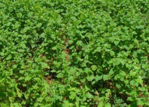 红腰豆种植时间和方法