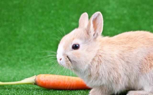 心理学:选一只最可爱的小兔子,测你的魅力吸引了什么样的男神