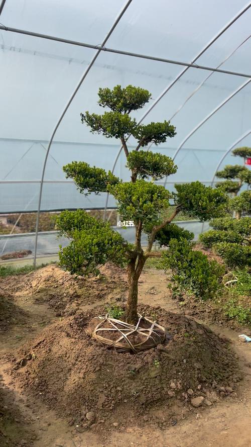170厘米高100厘米冠苗条型黄杨造型树