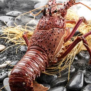澳洲大龙虾鲜活正宗进口特大十斤生冻澳洲龙虾帝王蟹红毛蟹包邮