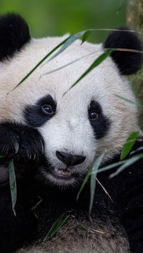 可爱的动物,熊猫 iphone 壁纸