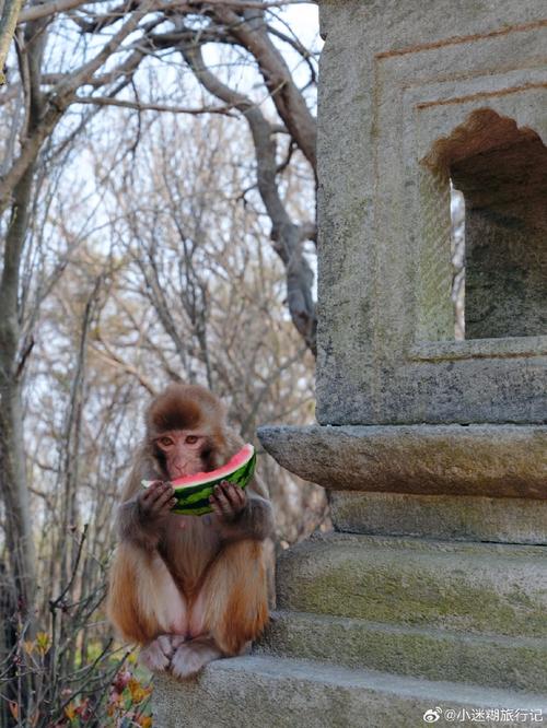 春日花果山,在大圣老家偶遇吃瓜的猴子猴孙    连云港第一站,来到传说