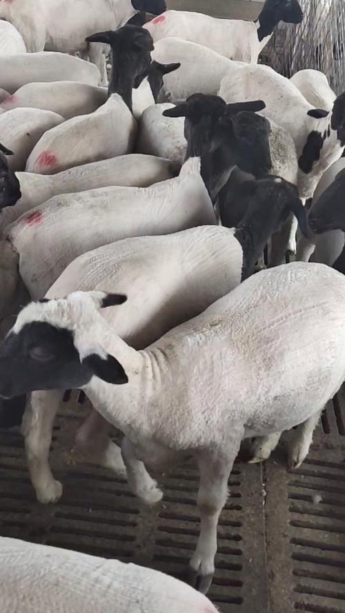 杜寒杂交羊孕羊,多胎多羔好饲养,适合新手养殖