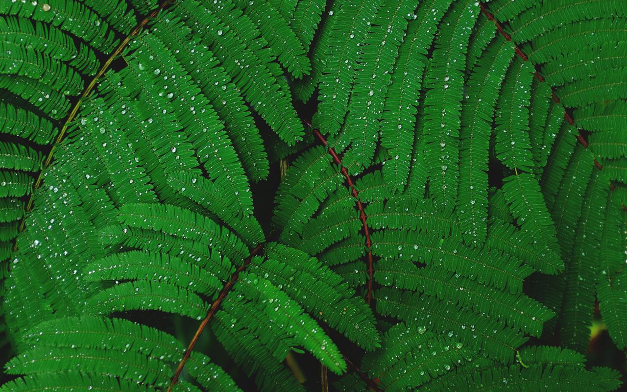 绿色植物高清摄影图片电脑壁纸