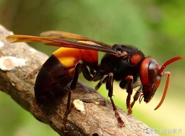 云南山村发现一种大型胡蜂,可以轻易刺穿防蜂服|蜜蜂|土蜂|马蜂|动物