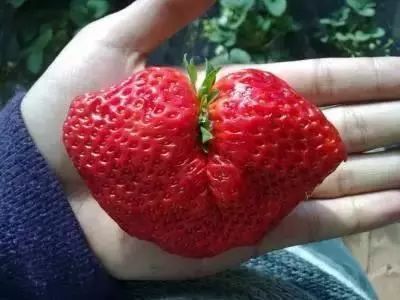 【就是爱提问】畸形草莓也是超级好吃的!_多倍体