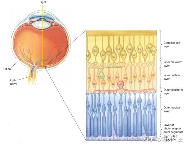 视网膜的分层结构