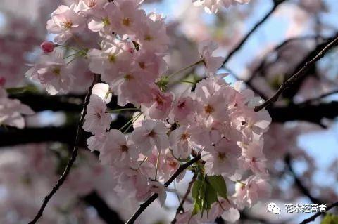 朱雀樱花以日本京都朱雀地方命名的樱花