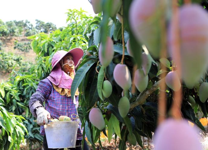 在海南省三亚市崖州区福返芒果种植基地,农民在采摘成熟的贵妃芒果