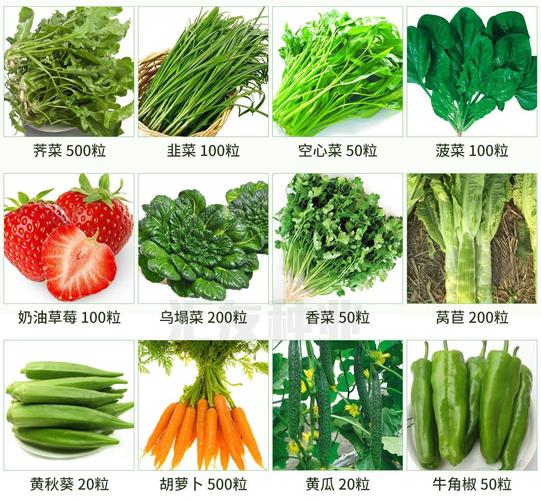 四季播种蔬菜种子青菜白菜生菜西红柿小葱黄瓜种子阳台盆栽菜籽50包