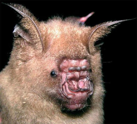 长相最怪异的20种蝙蝠奇怪的知识又增加了