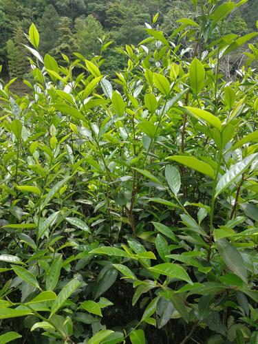 从茶树品种角度来说,不是所有的武夷岩茶,都叫做"大红袍".