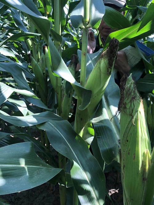 名山农发农资总代理:梅亚8066高产玉米品种.