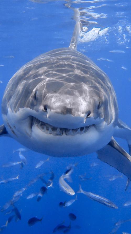 鲨鱼前视图,头部,牙齿,海洋,鱼,水下