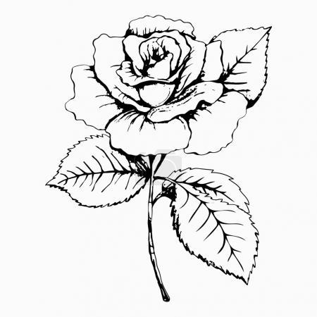 名称:flower rose, sketch, painting. hand drawing.