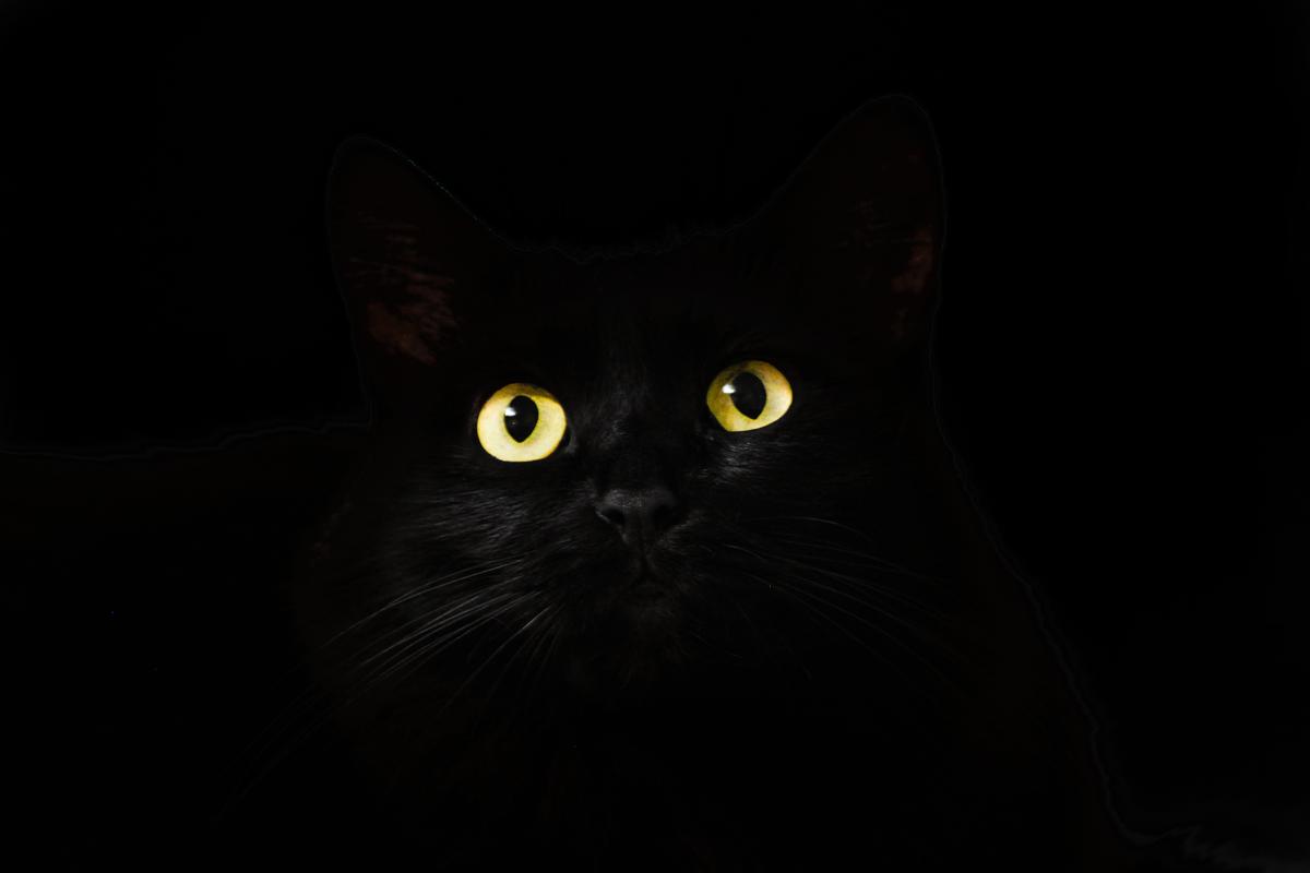 所以,黑猫真是精灵般的存在,黑暗中很难被发现,除非它想让你知道.