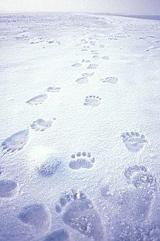 北极熊,脚印,浮冰,冰冻,区域,北极圈,国家野生动植物保护区,阿拉斯加