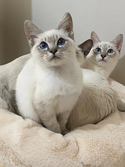 好漂亮的暹罗猫眼睛里有星辰大海蓝虎斑