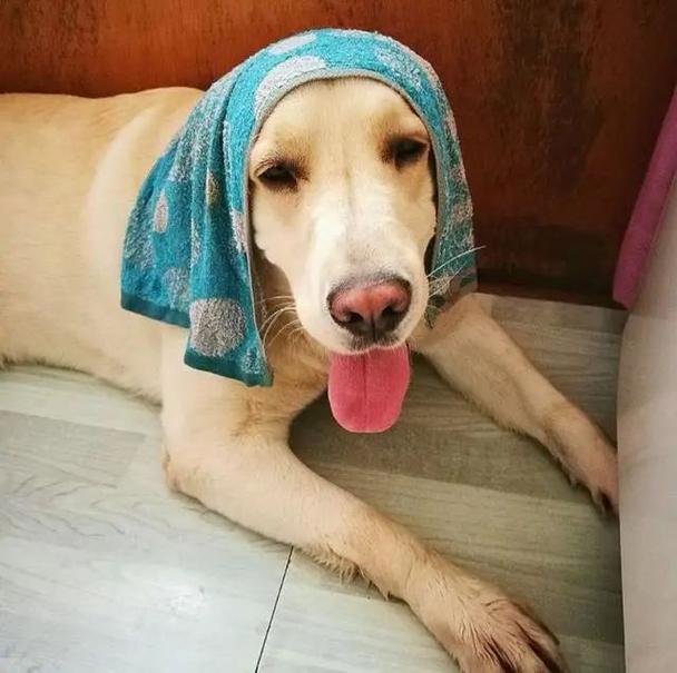 夏天狗狗流汗要多洗澡?小心把狗洗出病!洗澡多并不是好事