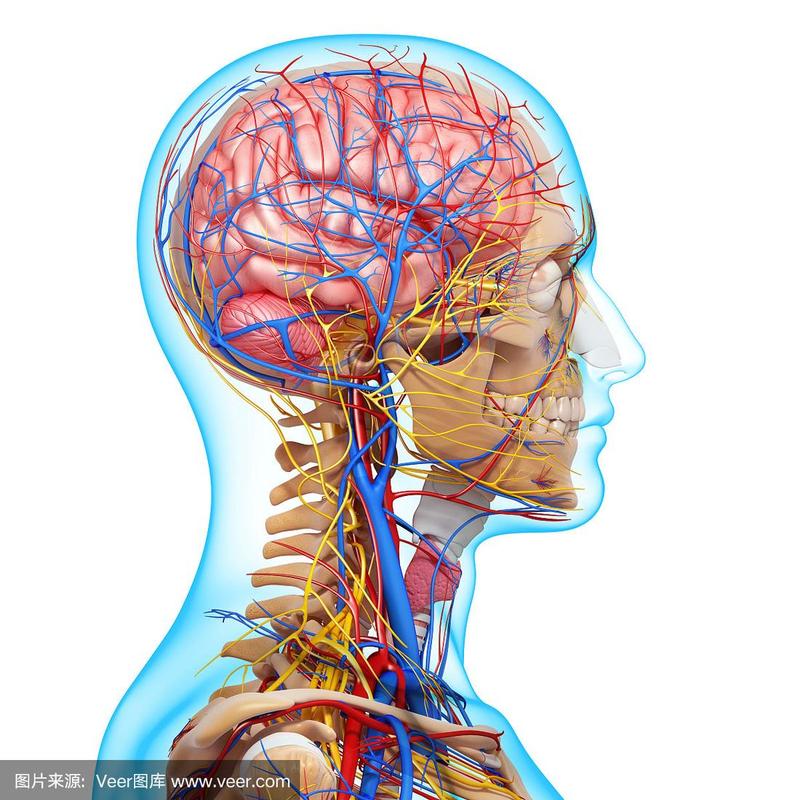 头部循环系统及神经系统侧视图