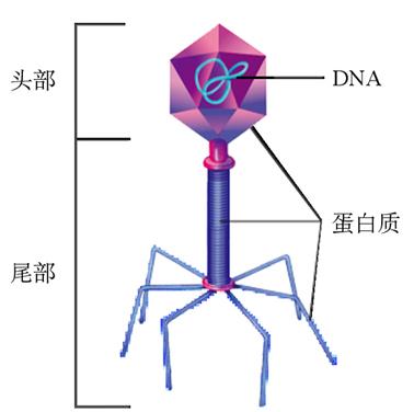 复习课(苏教版)t2噬菌体,dna复制,蛋白质合成,生物进化 - 森雨 - 森雨