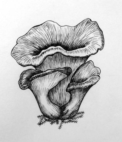 蘑菇手绘#,#黑白手绘