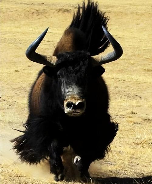 回顾:西藏野牦牛"下山抢亲",藏民却根本不生气,反而欢迎它到来?