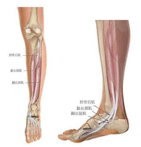 筋膜点疗法踝内旋肌的筋膜点