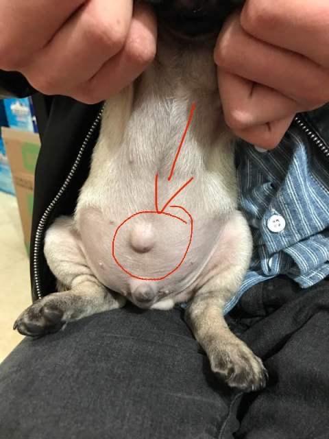 讨论请问我家狗狗肚脐有个鼓包需要手术切除吗