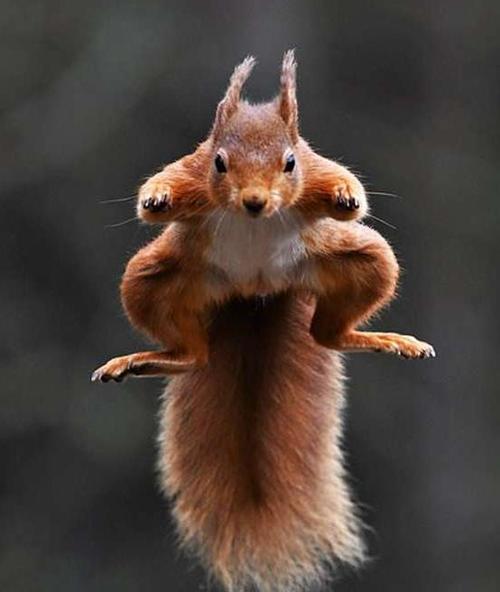 摄影师定格一刻:"超人"松鼠为食物空中飞翔_网易订阅