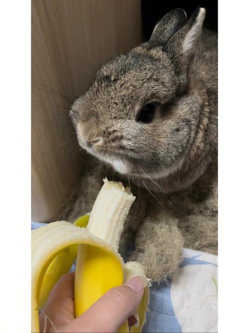 小兔子吃水果特辑