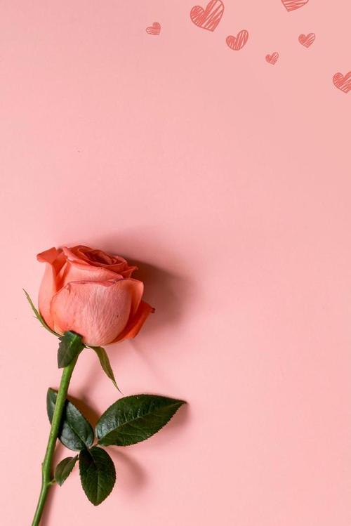 「超清手机壁纸」好一朵娇艳的玫瑰花