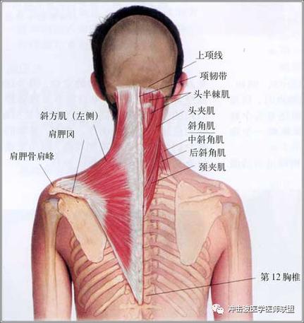 3,肩胛提肌位置:项部两侧,斜方肌深面.起点:第1-4颈椎横突后结节.