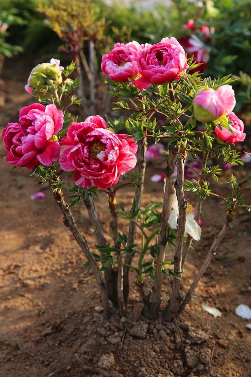 其它 青岛中山公园的牡丹花 写美篇青岛中山公园原来种植的牡丹花