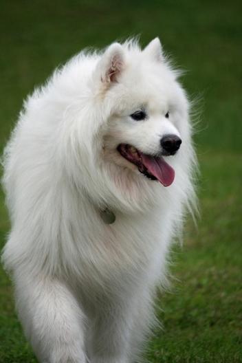 白色毛茸茸可爱狗狗萨摩耶动物图片分享