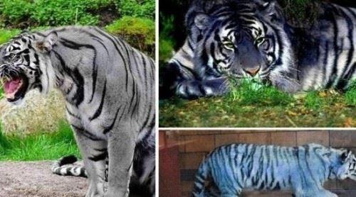 中国稀有虎类黑蓝虎之谜蓝色的老虎濒临灭绝图片