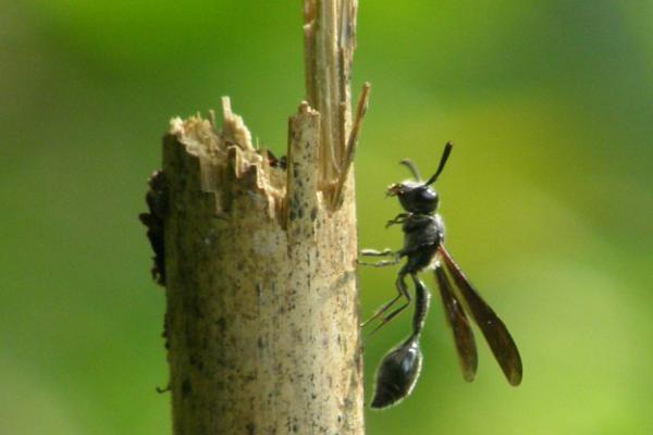 2,木蜂的外貌很像蜜蜂,大木蜂的体型较为粗壮,一般呈现黑色或蓝紫色且