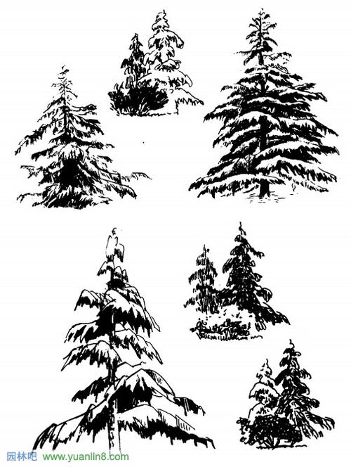 常用树的造型表现技巧与技法--学习与参考