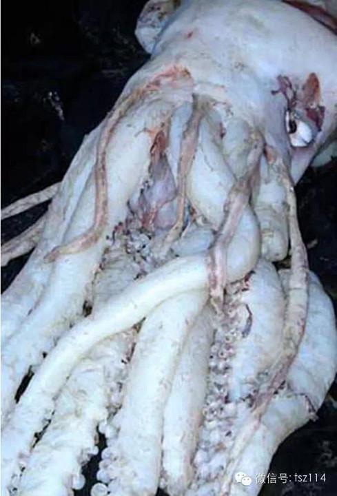 大王乌贼(giant squid)毒蛇鱼又名蝰蛇鱼,蝰鱼,是一种小型的深海发光