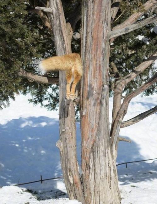 笨狐狸爬树卡在树缝中,摇尾求生萌化路人,网友:还有这种操作?